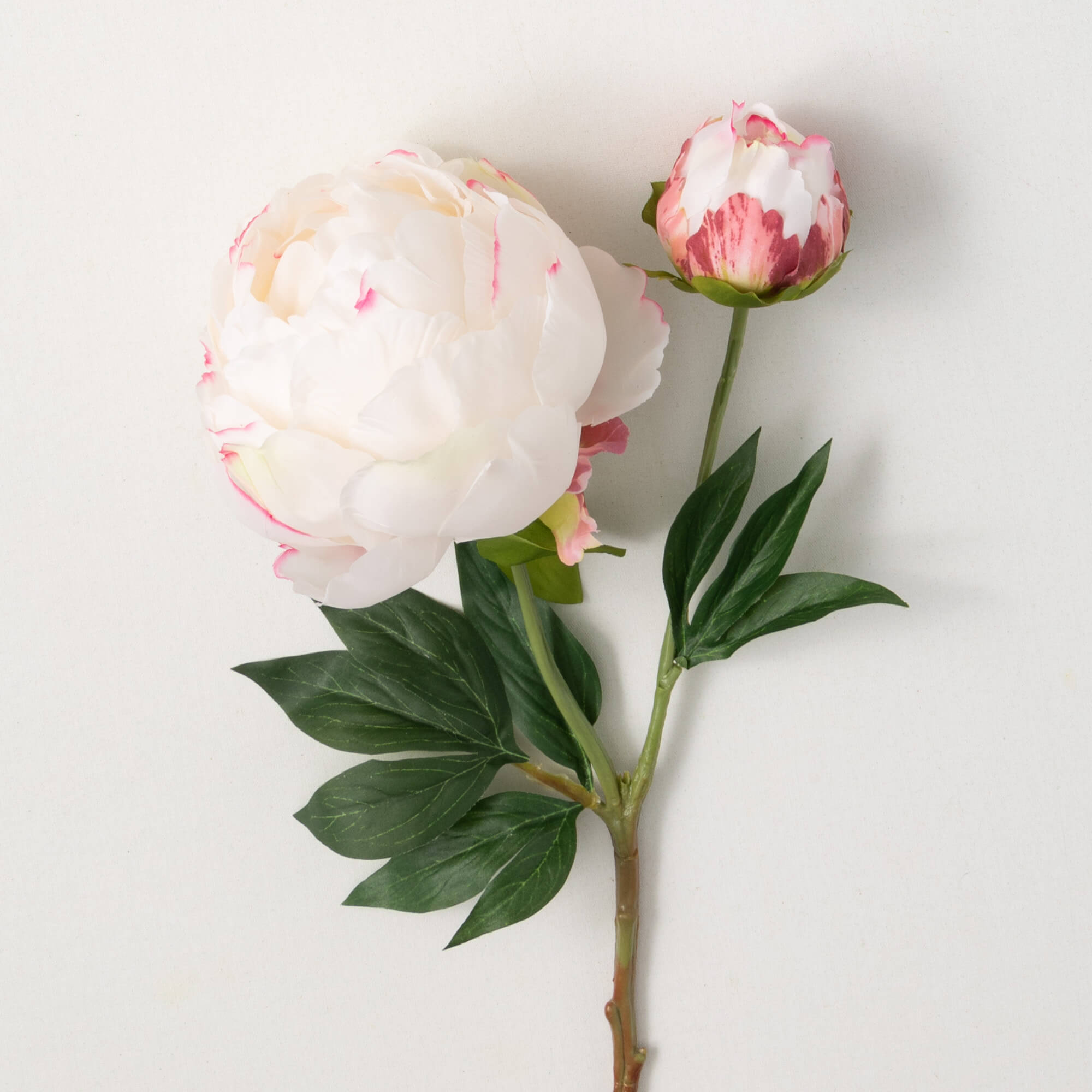 Classic Cream Peony With Bud