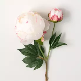 Classic Cream Peony With Bud