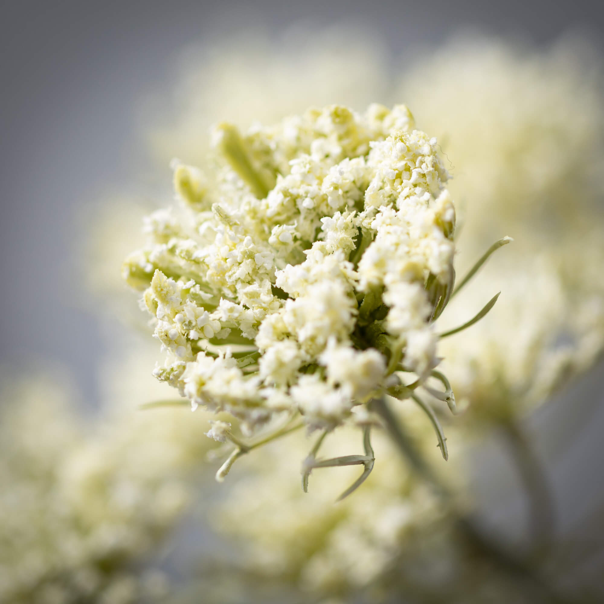 Cream Green Queen Anne'S Lace