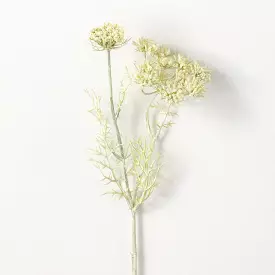 Cream Green Queen Anne'S Lace