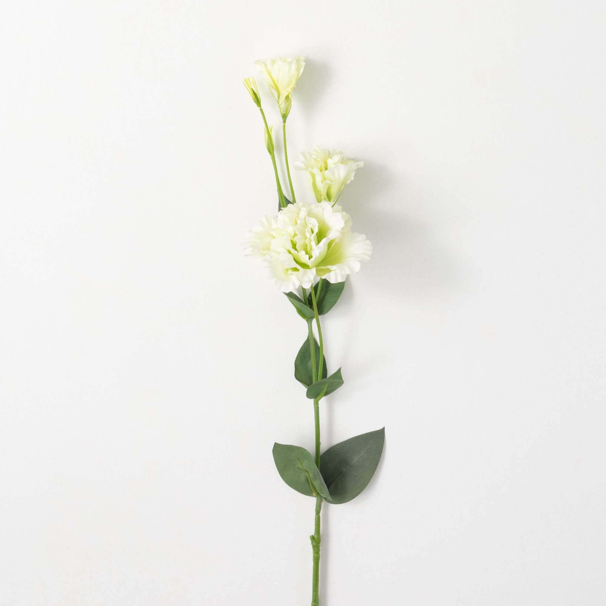 Cream Lime Green Lisianthus