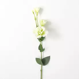 Cream Lime Green Lisianthus