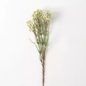 Cream Wax Flower Stem