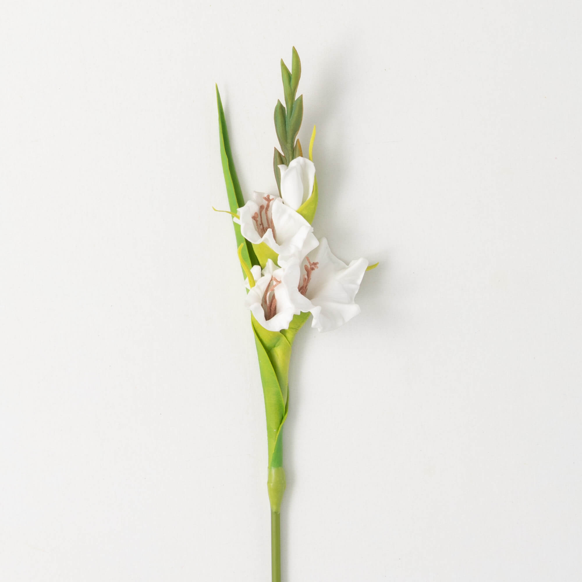 Dynamic Cream White Gladiola