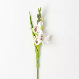 Dynamic Cream White Gladiola