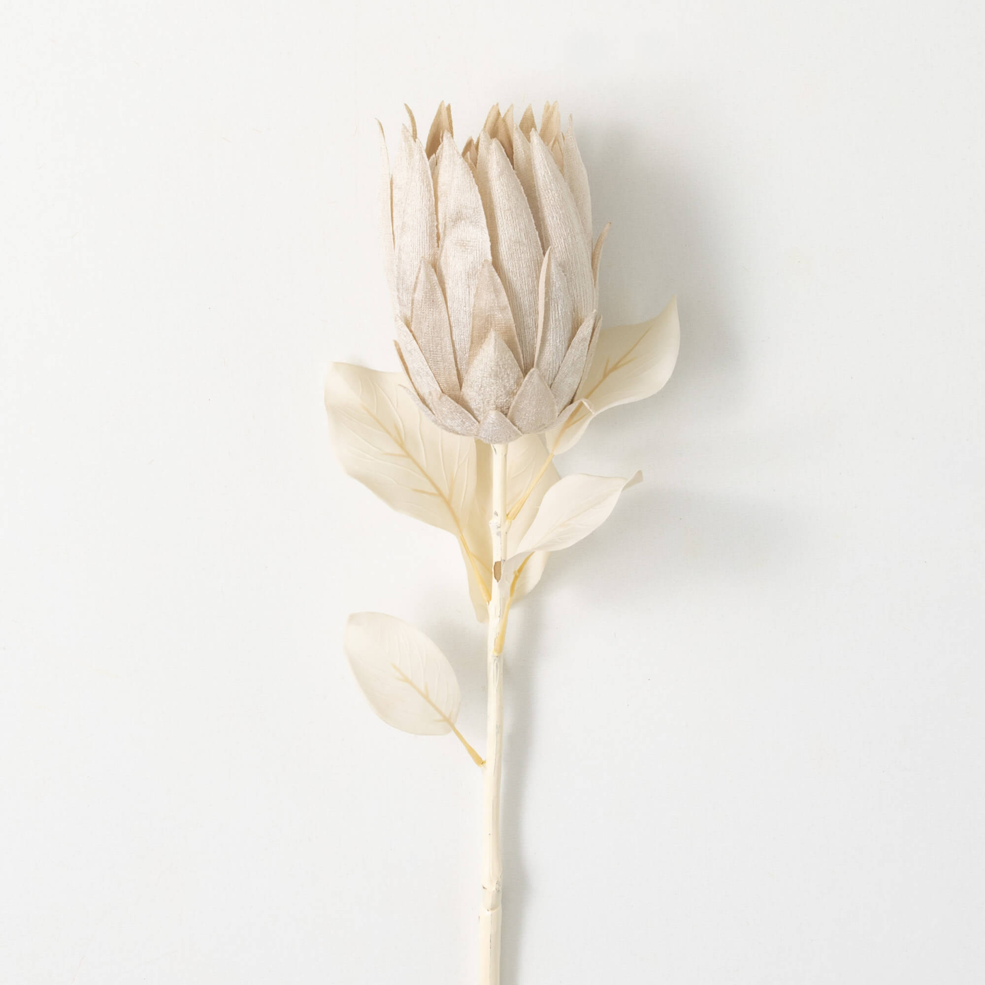 Natural Pale Cream Protea