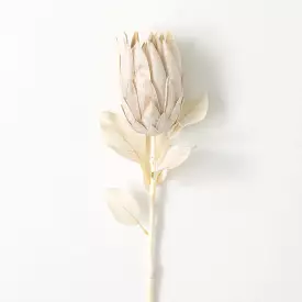 Natural Pale Cream Protea