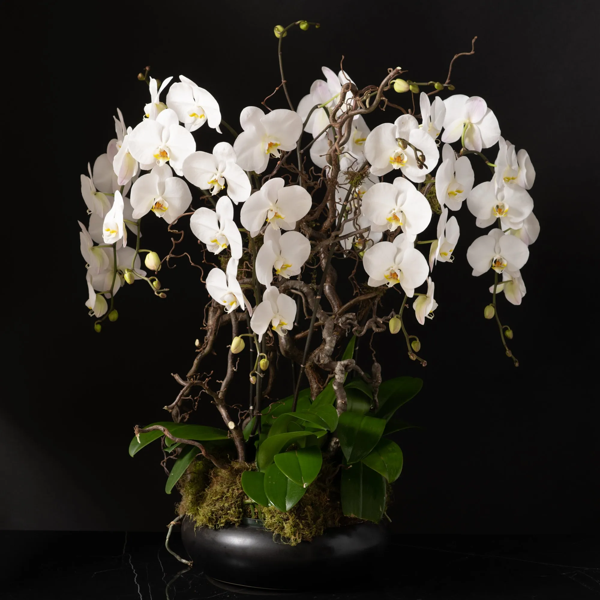 Orchid Planter -Triple