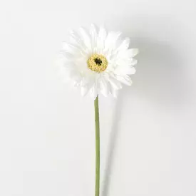 Refreshing Cream Gerbera Daisy